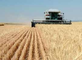 Kansas Wheat Harvest Begins