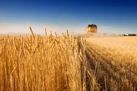 Scientists Developing “Super Wheat”