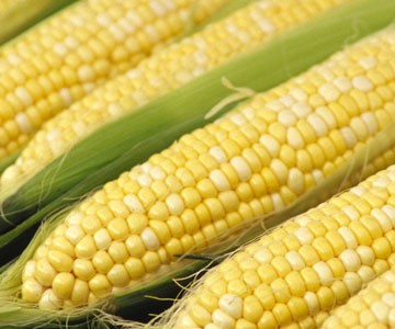 Corn Prices Fall