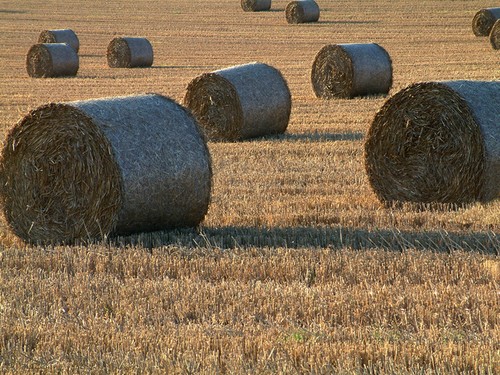 Emergency Haying Of CRP Approved