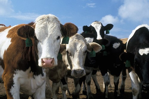 Kansas Stockyards Selling Triple The Cattle