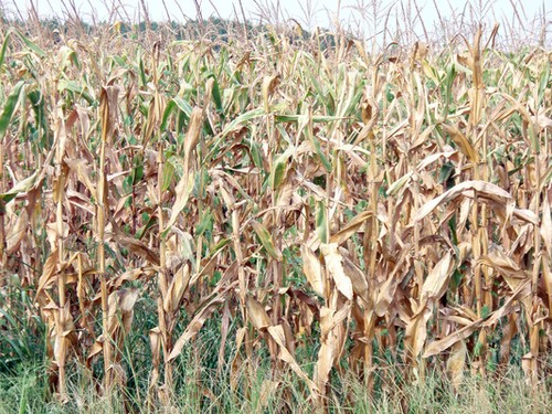 Heat Taking Toll On Kansas Crops