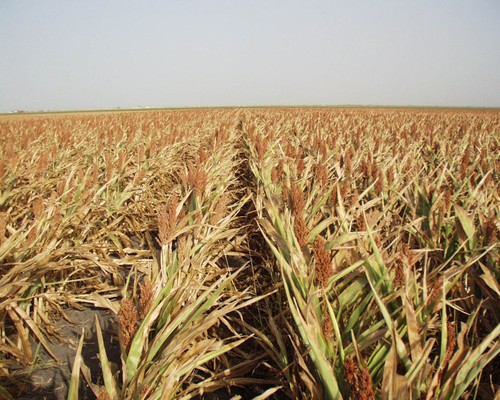 Crop Conditions Continue To Decline