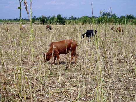 USDA Expands Emergency Grazing