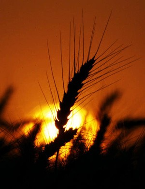 Wheat Yield Winners Announced