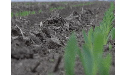 Monsanto To Test Drought Resistant Corn