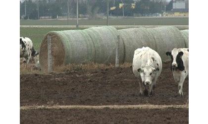 Western Kansas Dairy At Risk Of Losing Permit