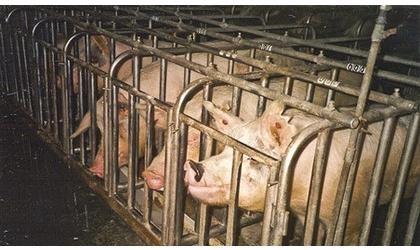 Seaboard Named In Pig Mistreatment