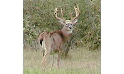 Record Buck Taken In Kansas Illegally