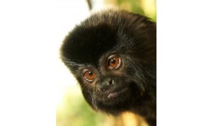 Lee Richardson Zoo Welcomes Baby Monkey