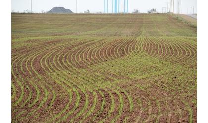 Kansas Wheat Shows Improvement
