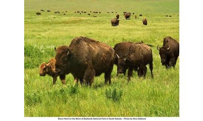 Bison Herd Moved From Garden City