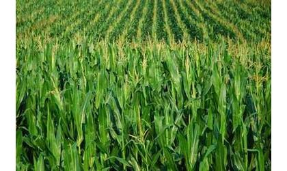 Huge Corn Crop Anticipated In 2012