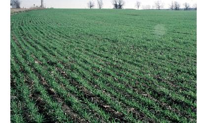 Rain Boosts Winter Wheat Crop