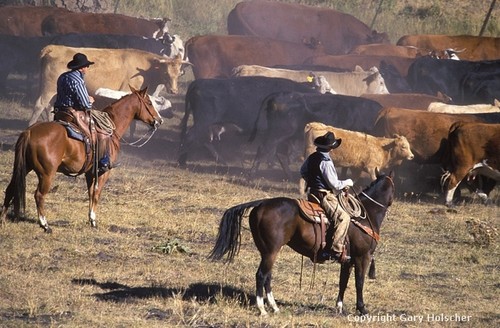 Kansas To Mark 150th With Cattle Drive