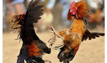 Cock Fight Near Hooker OK Being Investigated