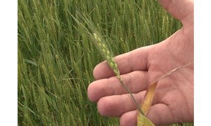Expected Wheat Quality Declines