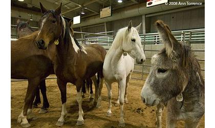 Wild Horse, Burro Sale In Hutchinson