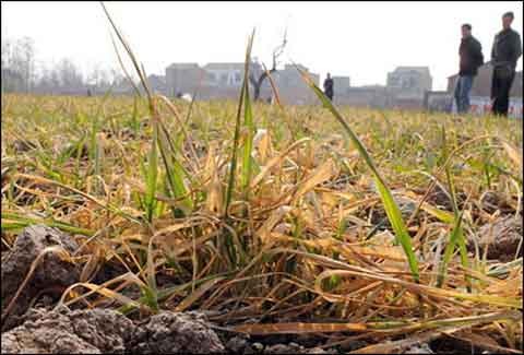 Drought Conditions Extreme In The Panhandle