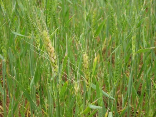 Wheat Condition Continues To Decline