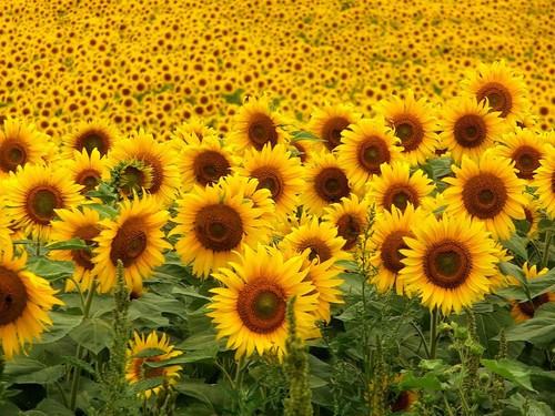 Sunflower Prices Up Sharply