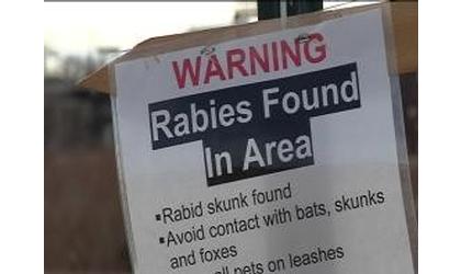 Rabid Skunks Found In Dodge City