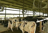 USDA To Aid Dairy Farmers