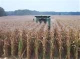 Excellent’ Corn Harvest Ends Just Before Thanksgiving