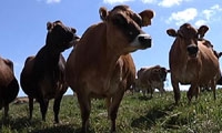 Project Seeks To Turn Manure Into Electricity
