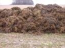 Kansas Homes To Be Powered By Cow Manure