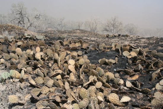 Cimarron National Grassland to Host Tunner Fire Public Meeting