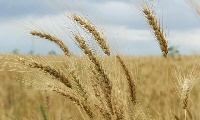 Kansan Will Lead National Wheat Association