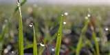 Winter Wheat Development Slowed By Cool, Wet Weather