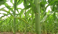 Kansas Farmers Start Planting Corn
