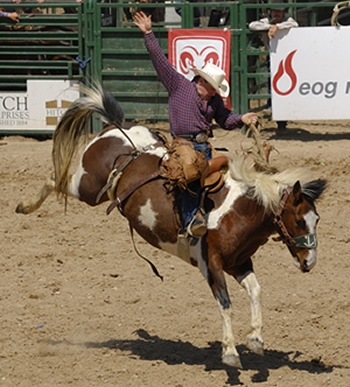 Cowboy Peeks at Right Time in Guymon