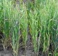 Kansas wheat crop showing stress from disease