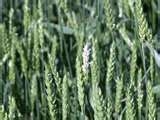 Crop Progress Slowed By Cool Wet Weather