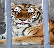 Dodge City zoo euthanizes ailing Siberian tiger