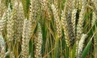 Report: 3% Of Kansas Wheat Crop Mature