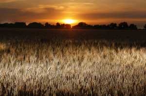 Oklahoma Wheat Harvest Under Way