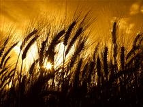 Kansas Wheat Crop Projected Down 5 Percent