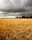 Weekend Rains Bring Harvest To A Halt