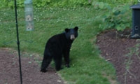Black Bear Making Annual Appearance In SW Kansas