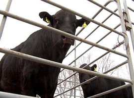 Heat Killing Cattle In Kansas