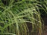 Kansas Farmers Testing Teff