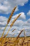 Kansas Wheat Prices A Boon To Kansas Farmers
