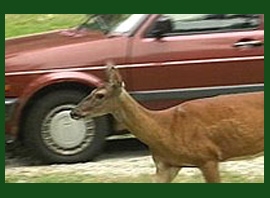 AAA Provides Driving Safety Tips During Deer Season