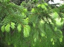 Pine Wilt Confirmed In Western Kansas