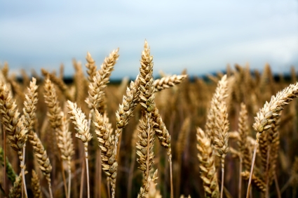 Recent Rains Help Winter Wheat Crop