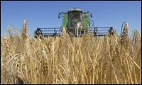 Wheat Harvest In Kansas Underway